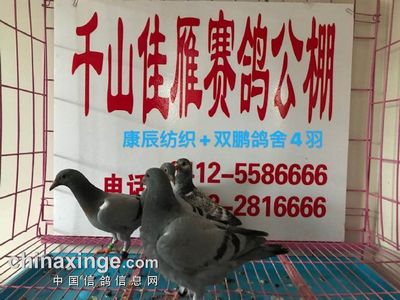2020年千山佳雁公棚入棚鸽照片